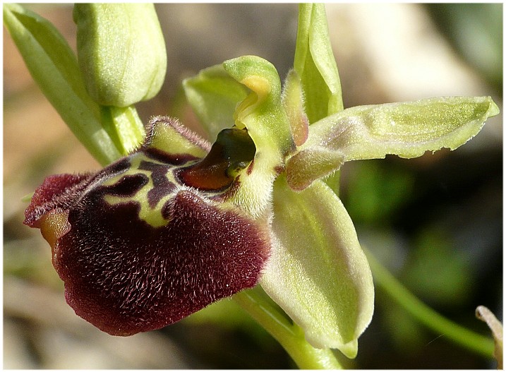 Ophrys parvimaculata